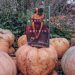 Mexican gothic sits atop a pile of orange pumpkins with scrub brush in the background